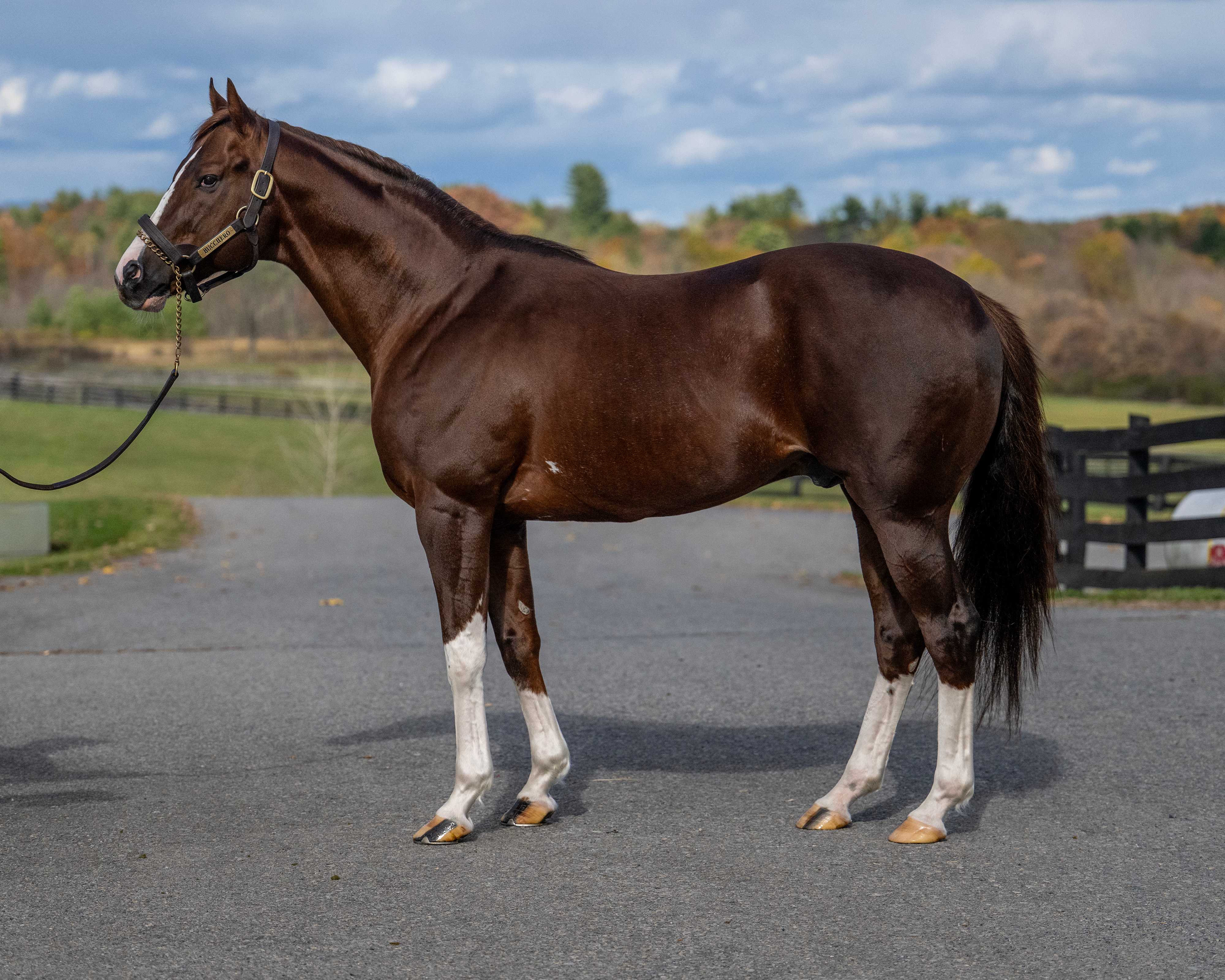 Bucchero, 2025 New York Sire of the Year, Ironhorse Stallions at Waldorf Farm, Valatie, NY