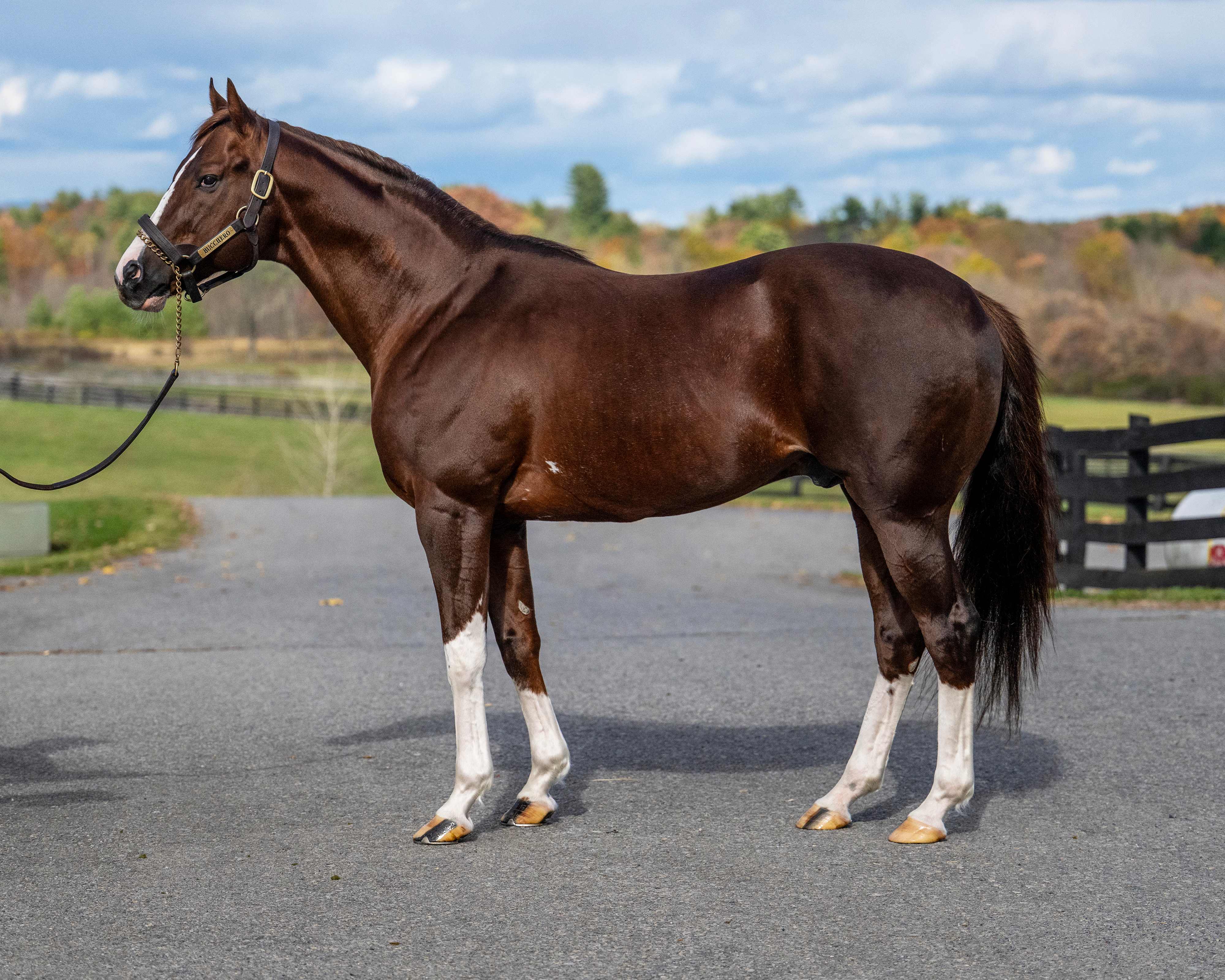 Bucchero, #1 New York Sire by Earnings (2025), standing at Ironhorse Stallions in Schuylerville, NY